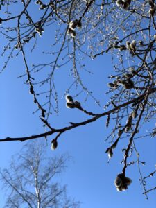 IMG_7720